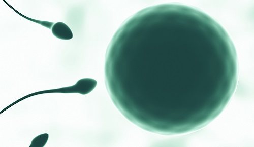 ¿cómo se mueven realmente los espermatozoides?